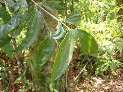 Imagem de Cinnamomum austrosinense Hung T. Chang