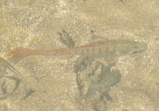 Plancia ëd Stenogobius hawaiiensis Watson 1991