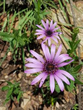 Image de Dimorphotheca spectabilis Schltr.