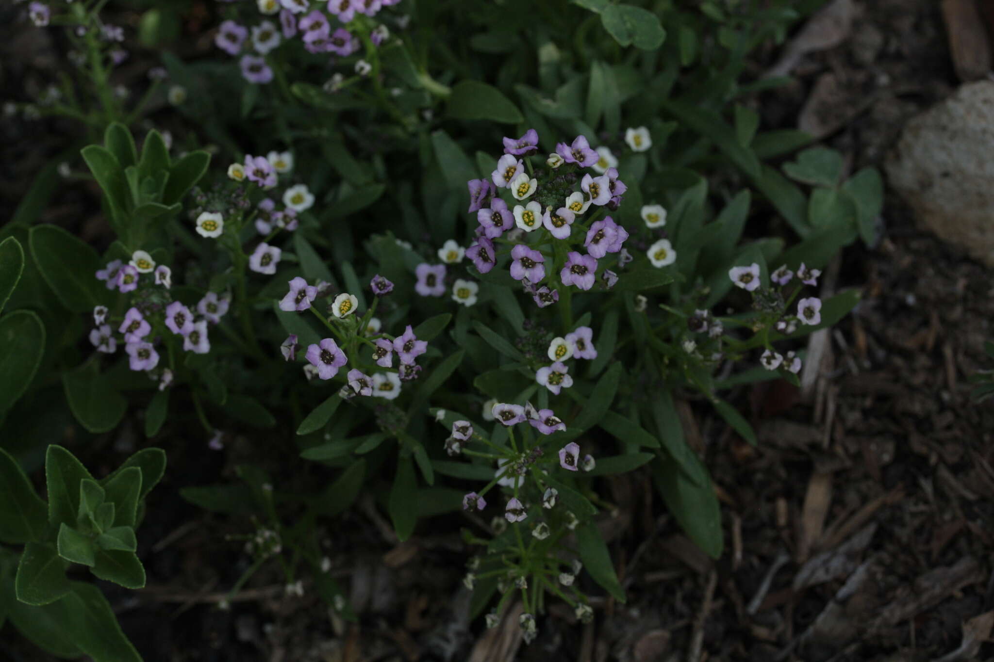 Image de Lobularia