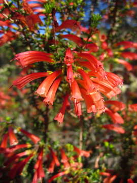 Image of Erica glandulosa subsp. fourcadei (L. Bolus) E. G. H. Oliv. & I. M. Oliv.