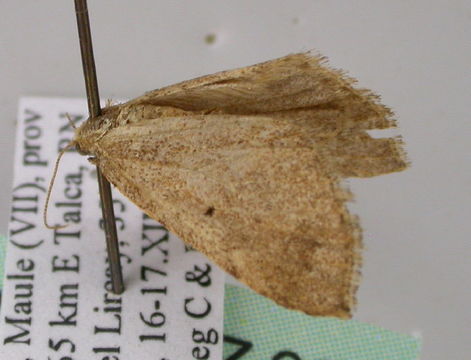 Image of Triptiloides
