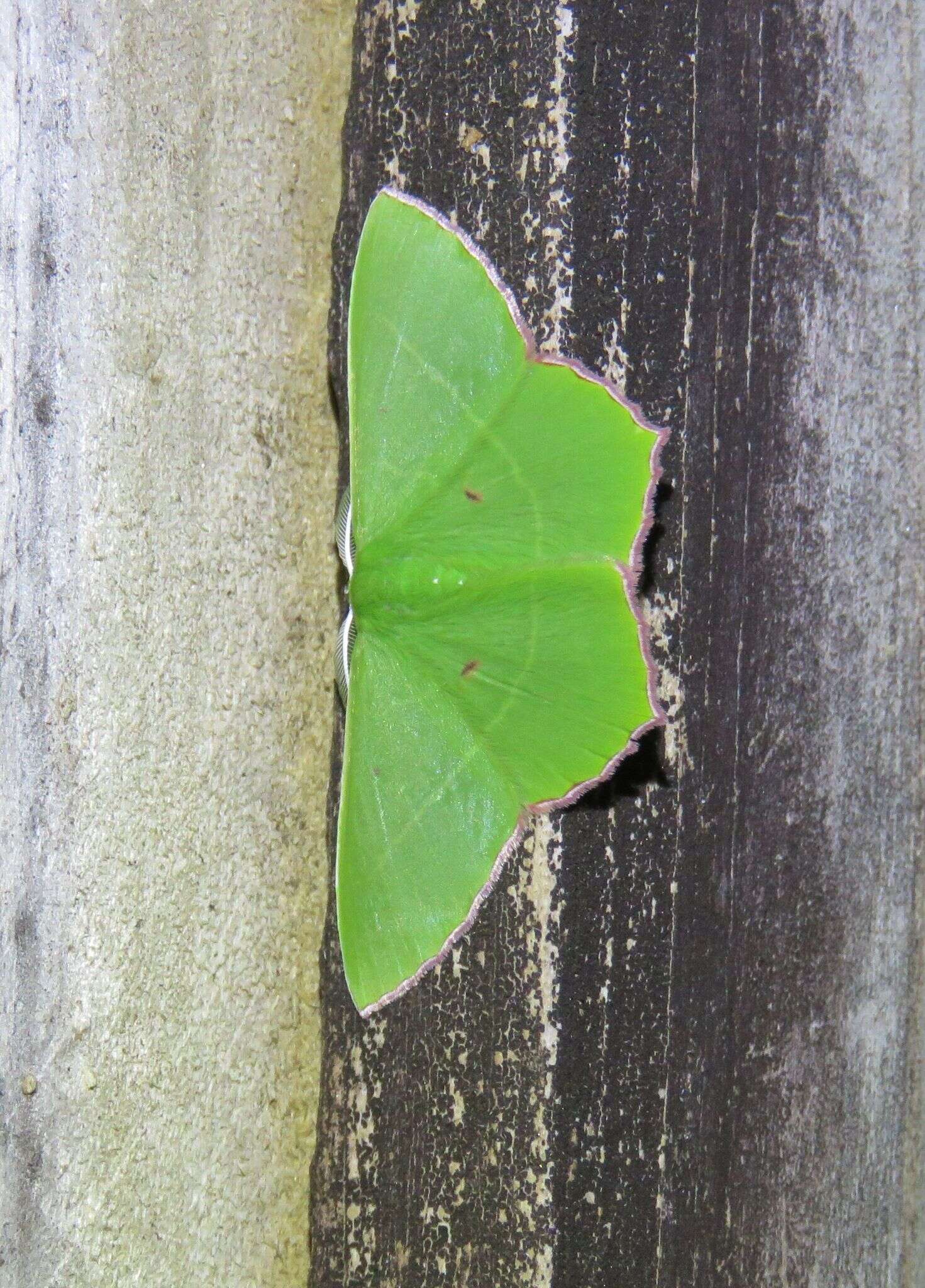 Sivun Chrysochloroma megaloptera Lower 1894 kuva