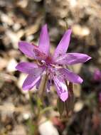 Plancia ëd Clarkia biloba subsp. biloba