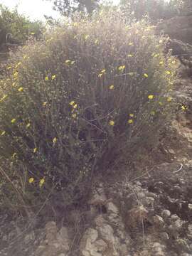 Image of thyme-leaved fumana