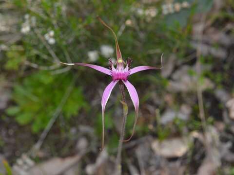 Image of Caladenia startiorum Hopper & A. P. Br.