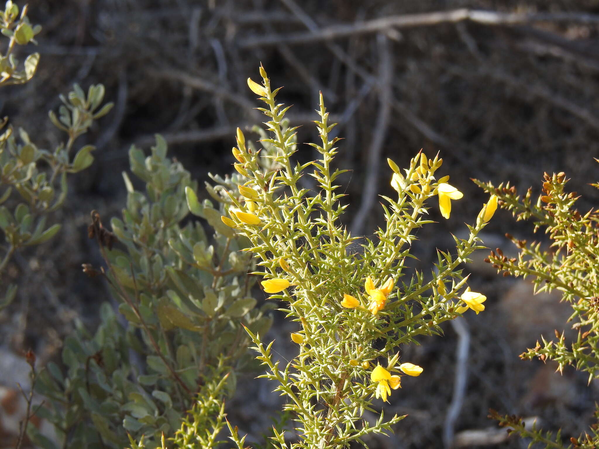 Sivun Ulex argenteus subsp. subsericeus (Cout.) Rothm. kuva