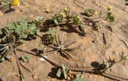 Image of Medicago astroites (Fisch. & C. A. Mey.) Trautv.