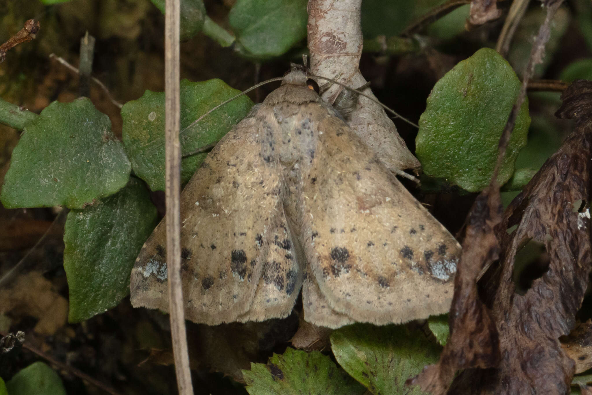 Image of Ericeia inangulata Guenée 1852