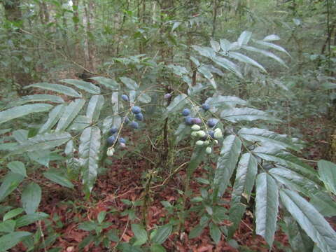 Image of Berberis lanceolata Benth.