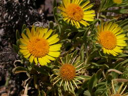 Image of Asteriscus graveolens subsp. stenophyllus (Link) W. Greuter