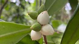 Image of Funifera grandifolia Domke