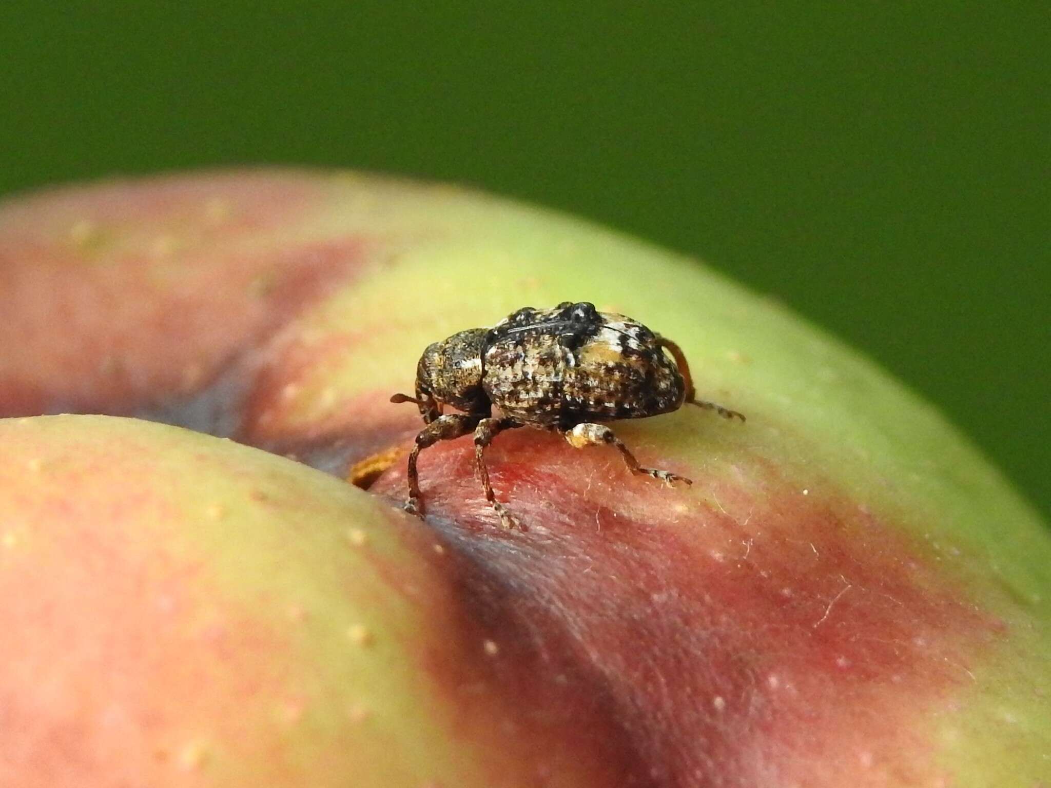 Image of Plum Curculio