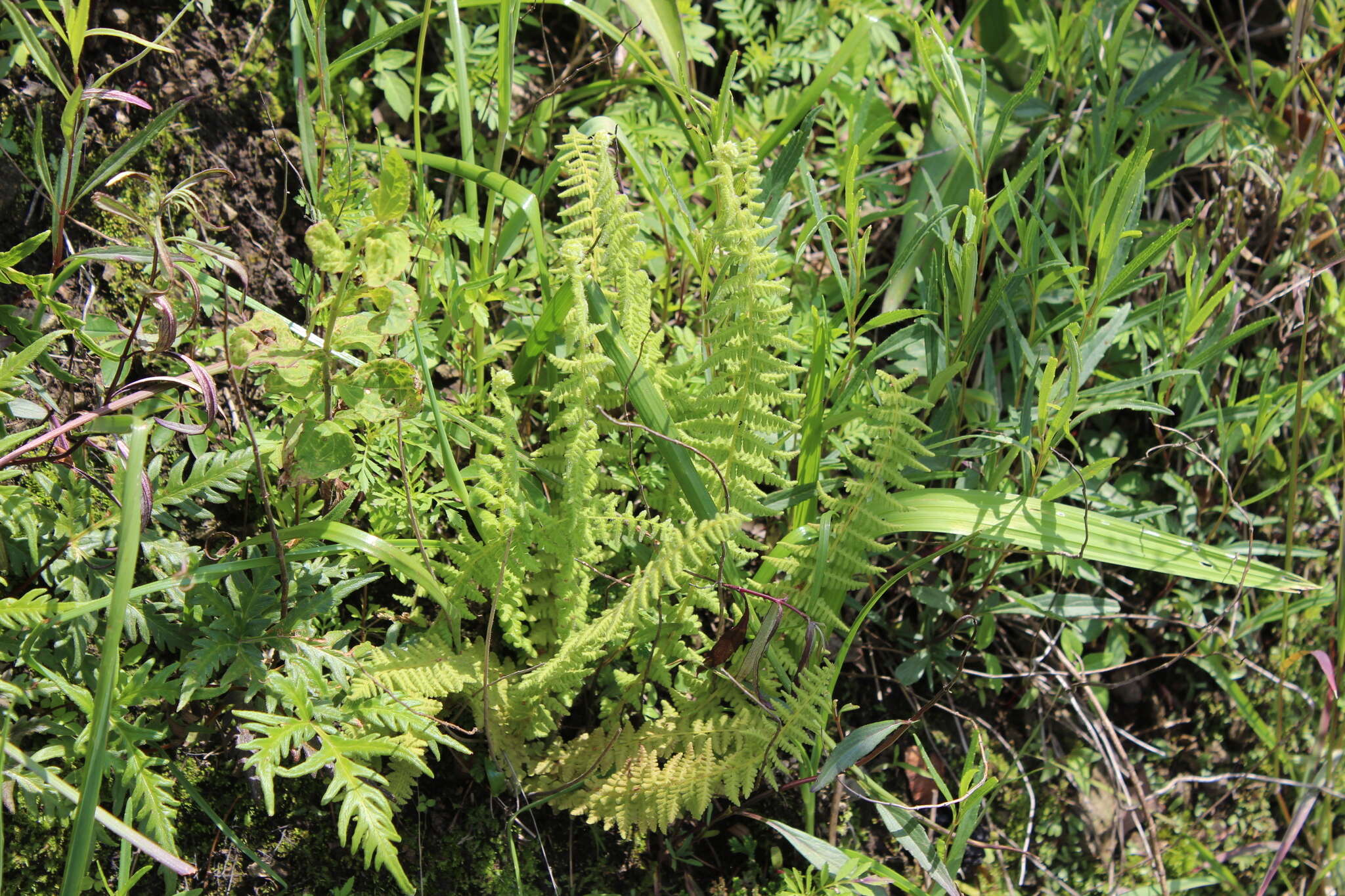 Image of Woodsia mollis (Kaulf.) J. Sm.