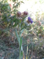 Centaurea jacea subsp. substituta (Czer.) A. D. Mikheev的圖片