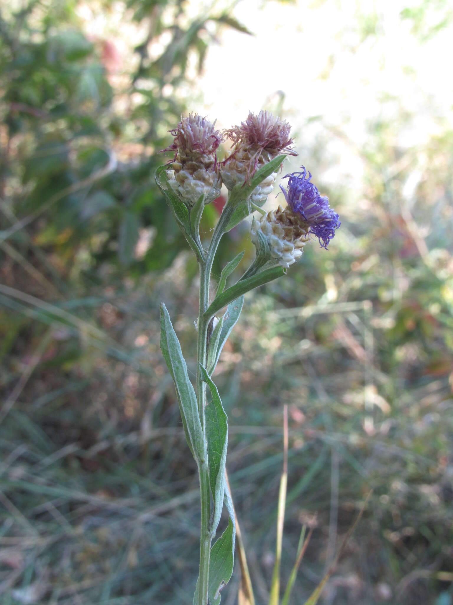 Image of Centaurea jacea subsp. substituta (Czer.) A. D. Mikheev