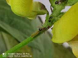 صورة Vigna reflexo-pilosa Hayata