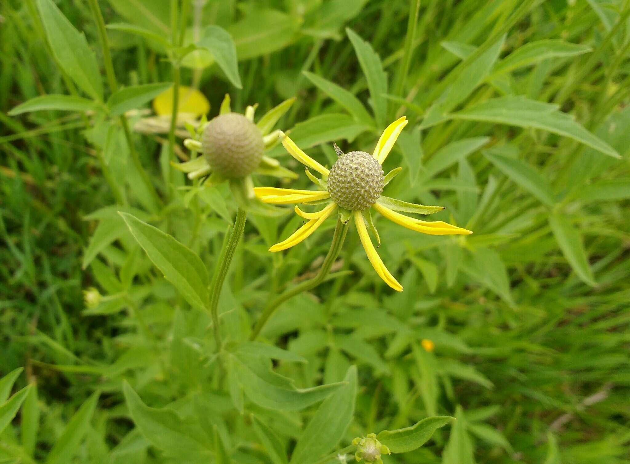 صورة Ratibida pinnata (Vent.) Barnh.