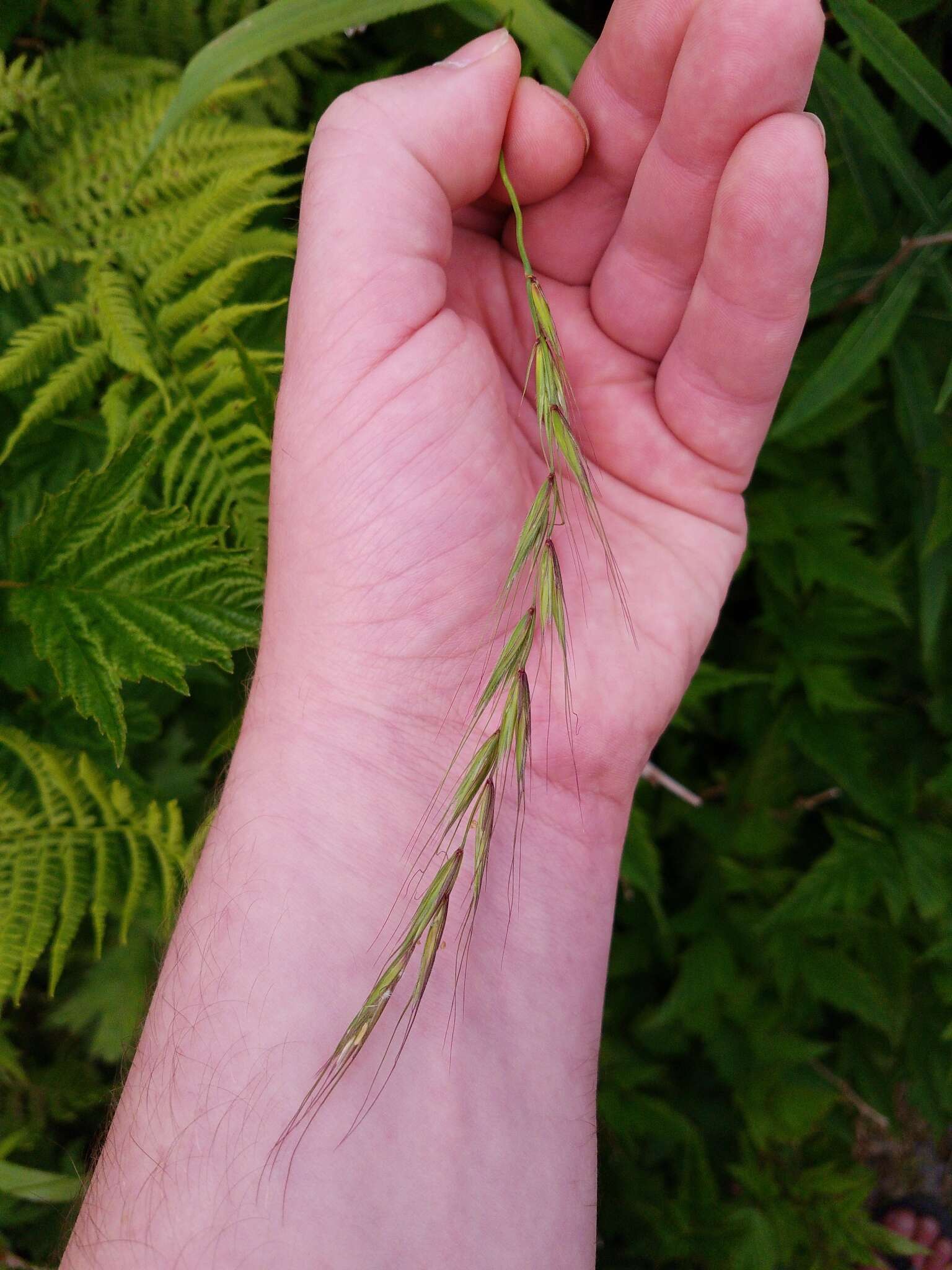 Imagem de Elymus hirsutus J. Presl