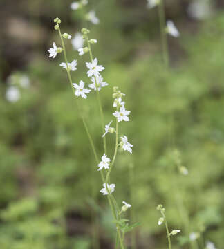 Image of Bolander's woodland-star