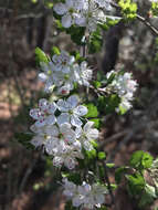 Image de Crataegus marshallii Eggleston