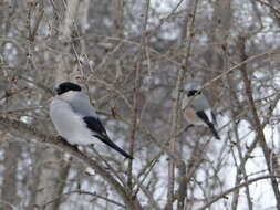 Image of Baikal Bullfinch