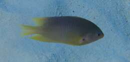 Image of Ambon damsel