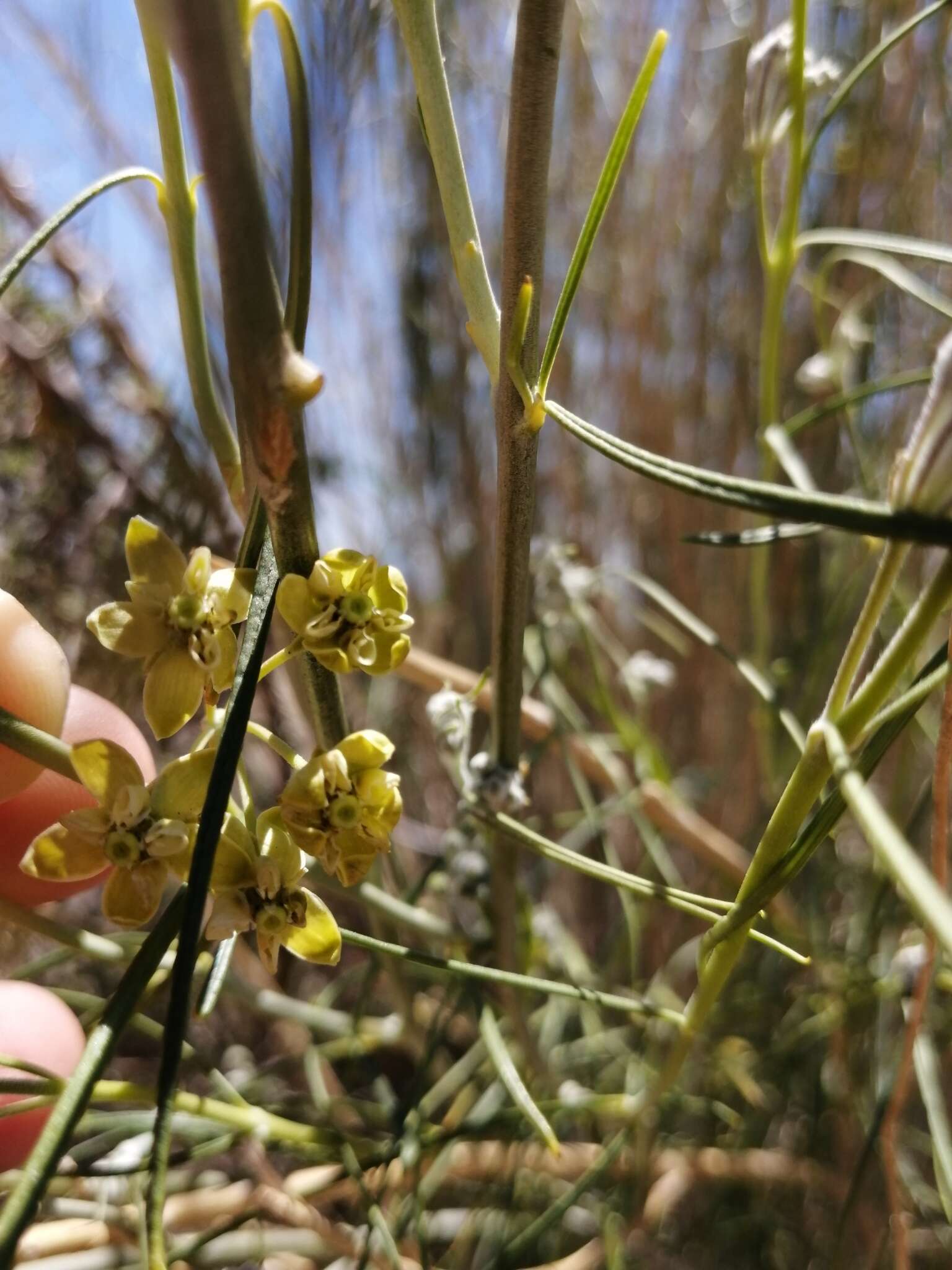 Sivun Gomphocarpus filiformis (E. Mey.) D. Dietr. kuva