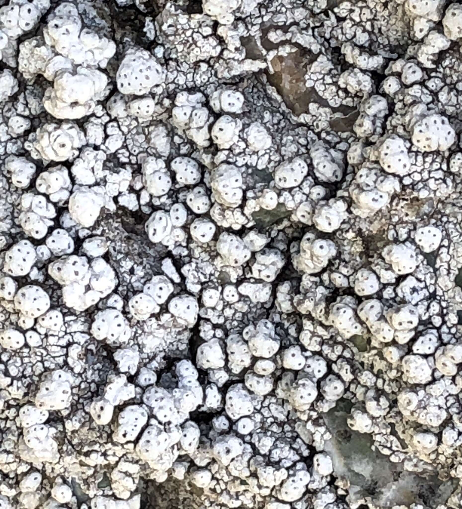Image of California pore lichen