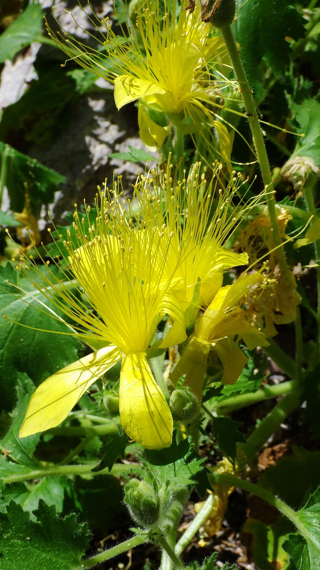 Image of yellow stingbush