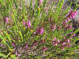 Image de Erica pulchella var. pulchella