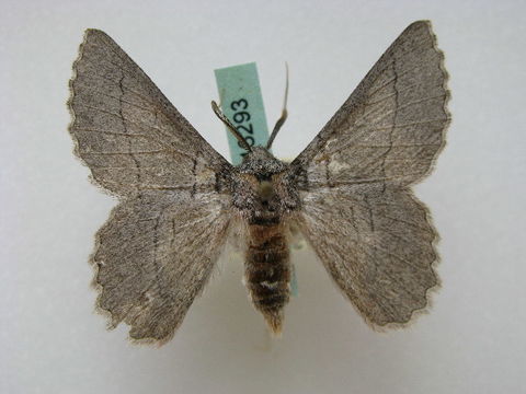 Image of Hypobapta