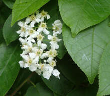 Prunus padus L. resmi