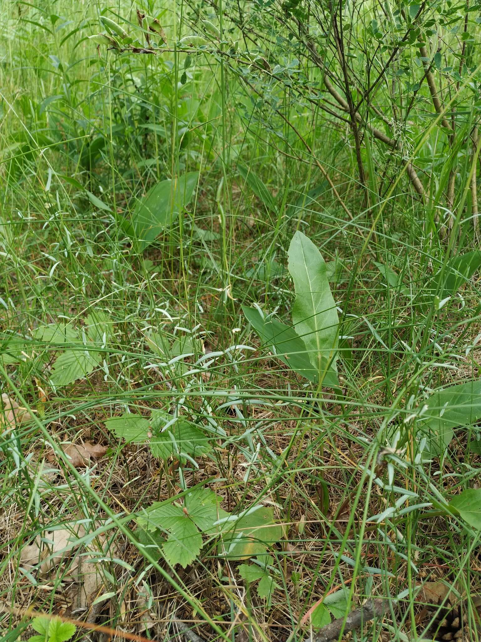 Image of Stellaria hebecalyx Fenzl