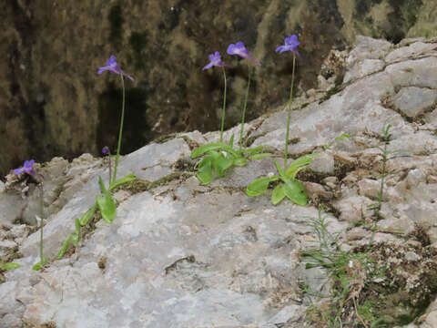 Image of Pinguicula vallis-regiae F. Conti & Peruzzi