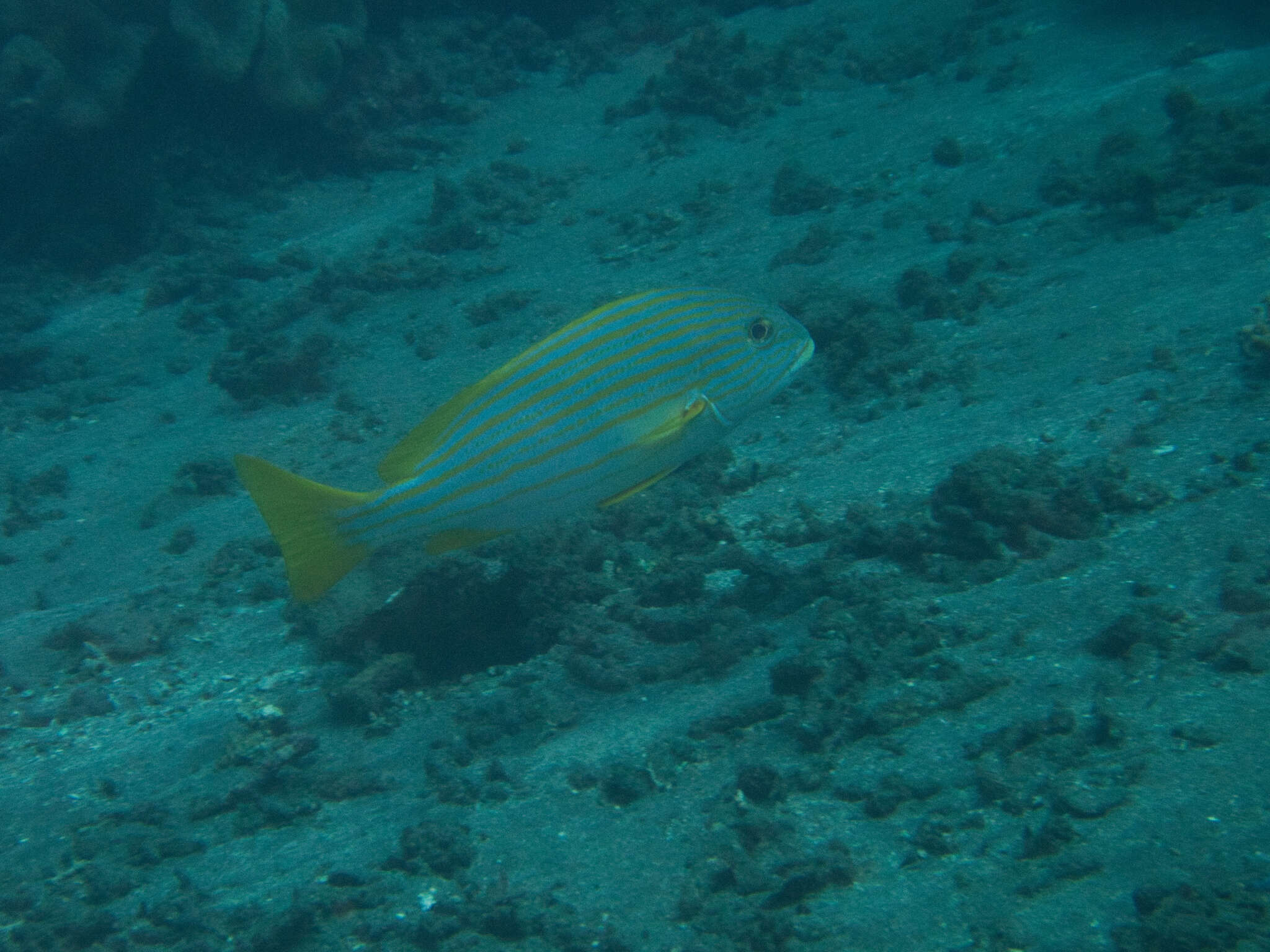 Sivun Plectorhinchus chrysotaenia (Bleeker 1855) kuva