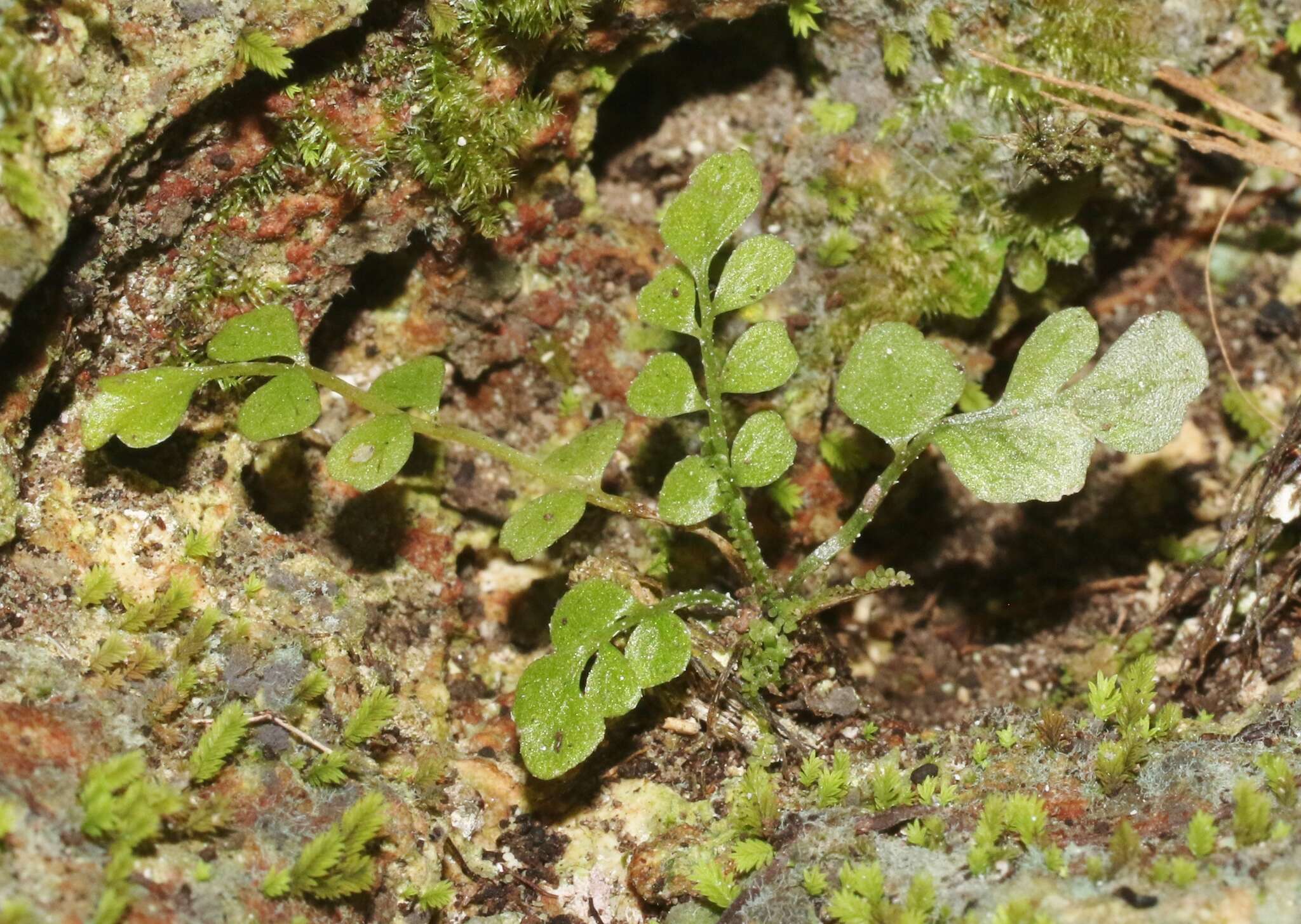 Image of Asplenium dentatum L.