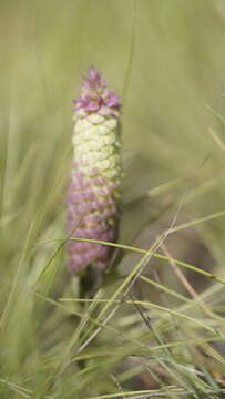 Image de Polygala timoutou Aubl.