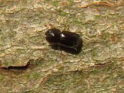 Image of Bark beetle