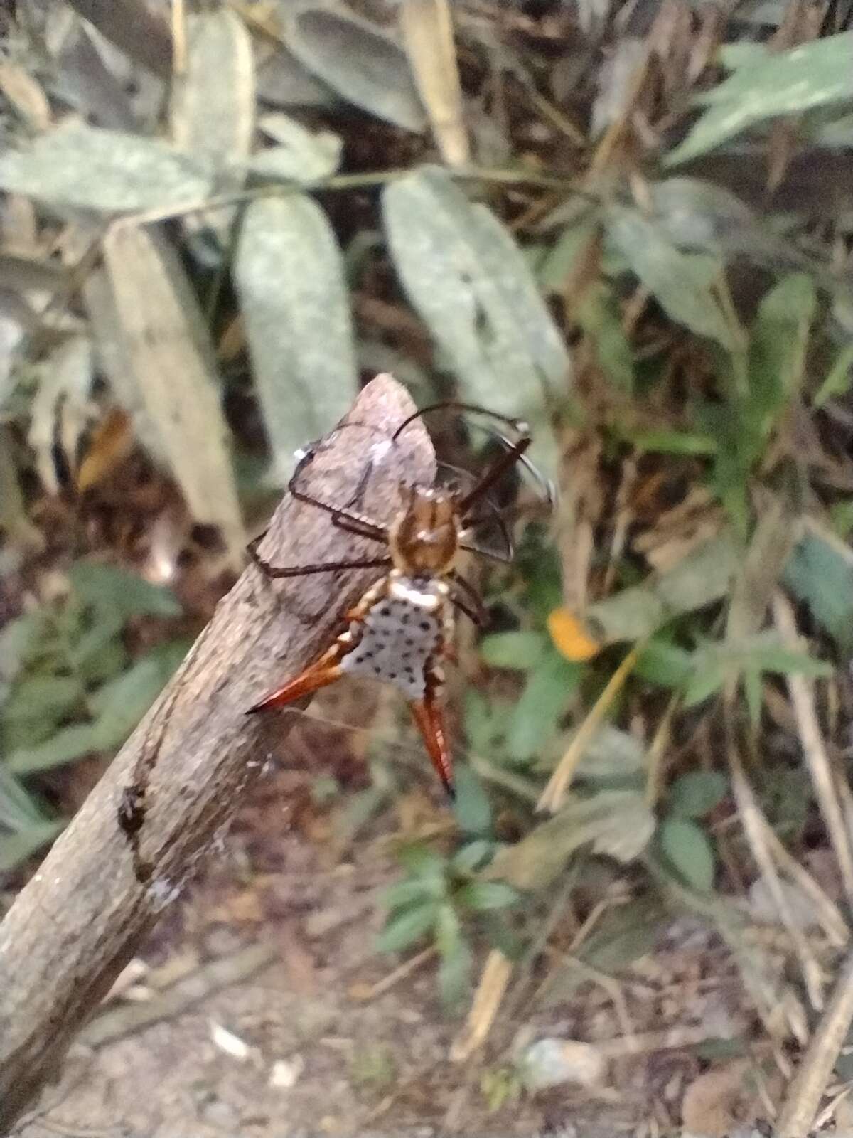 Image of Micrathena macfarlanei Chickering 1961