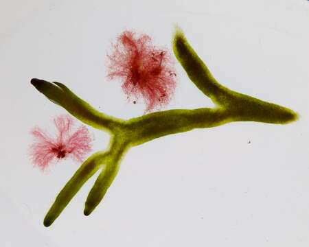 Image of Red algae