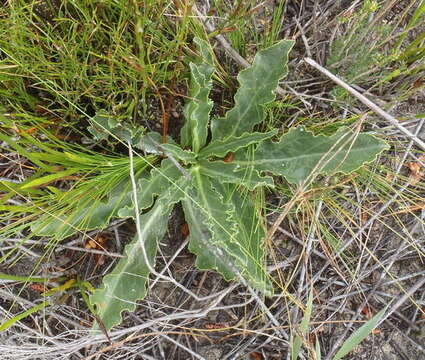 Image of Lichtensteinia trifida var. trifida