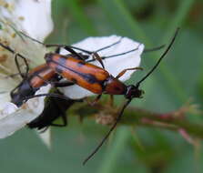 Image of Stenurella (Priscostenurella) septempunctata (Fabricius 1793)