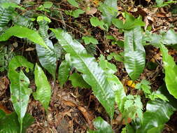 Image of Neocheiropteris ensata (Thunb.) Ching