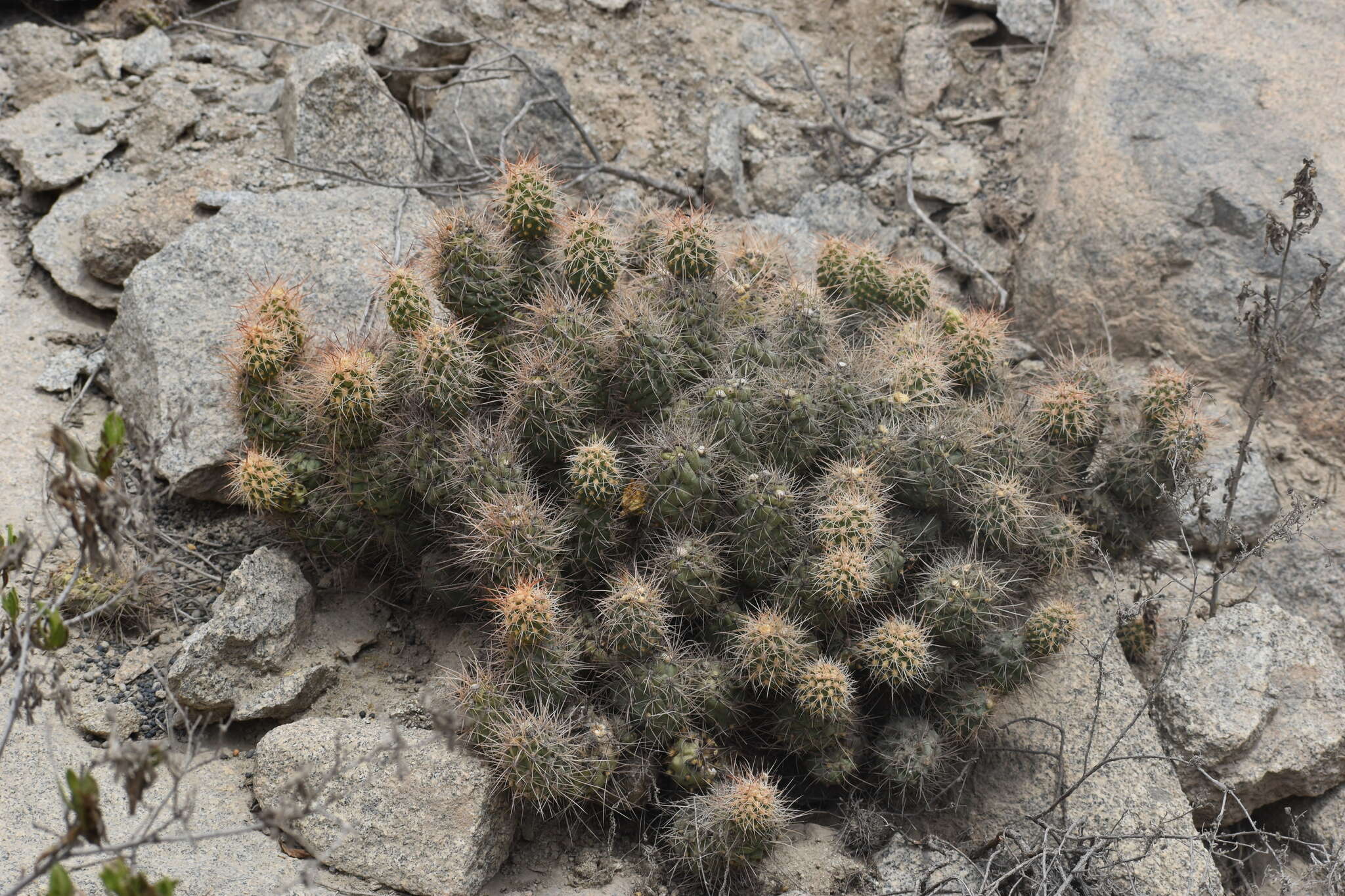 Cumulopuntia sphaerica (C. F. Först.) E. F. Anderson resmi