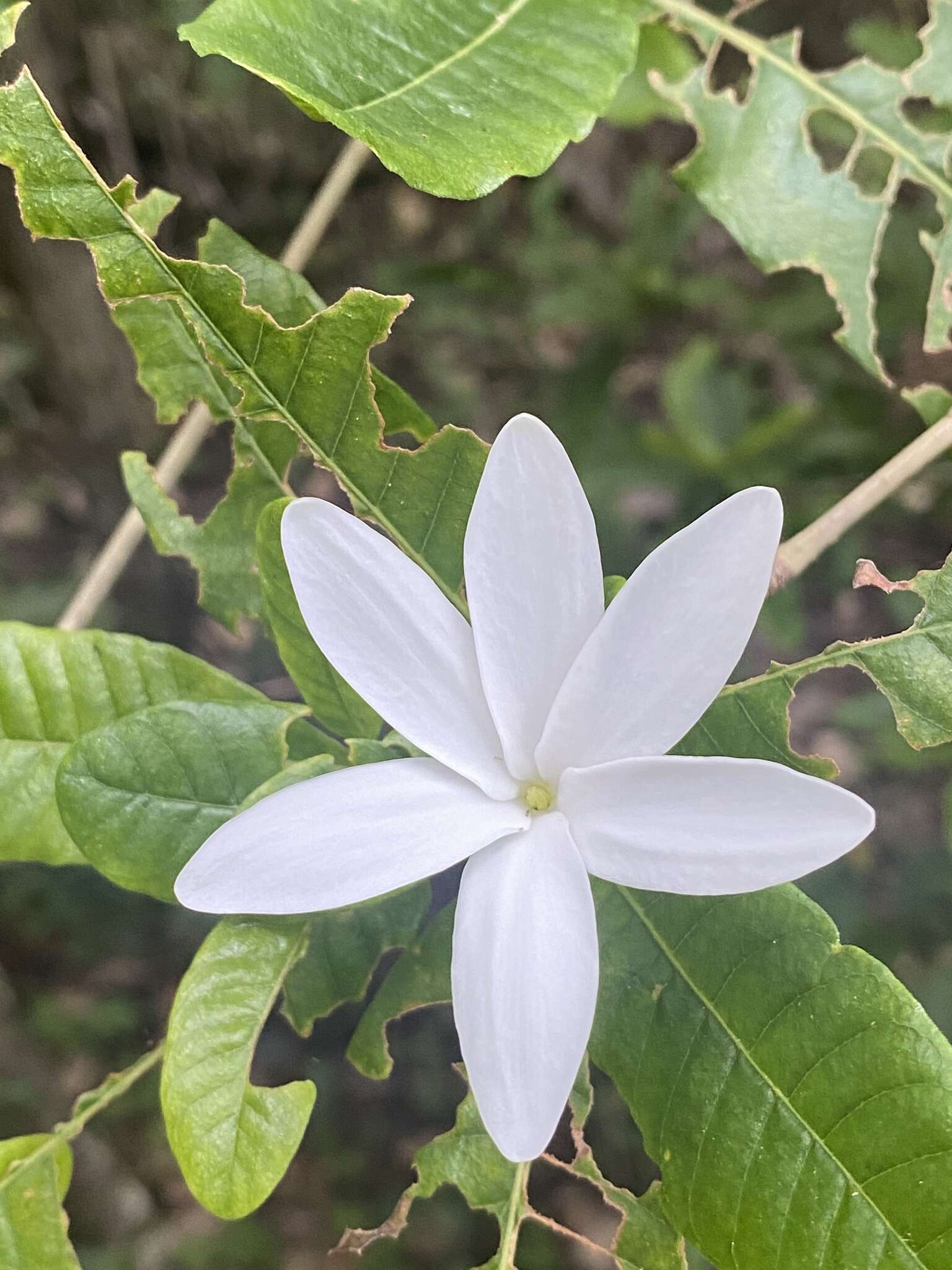 Imagem de Gardenia scabrella Puttock