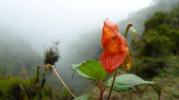 Image of Impatiens rothii Hook. fil.