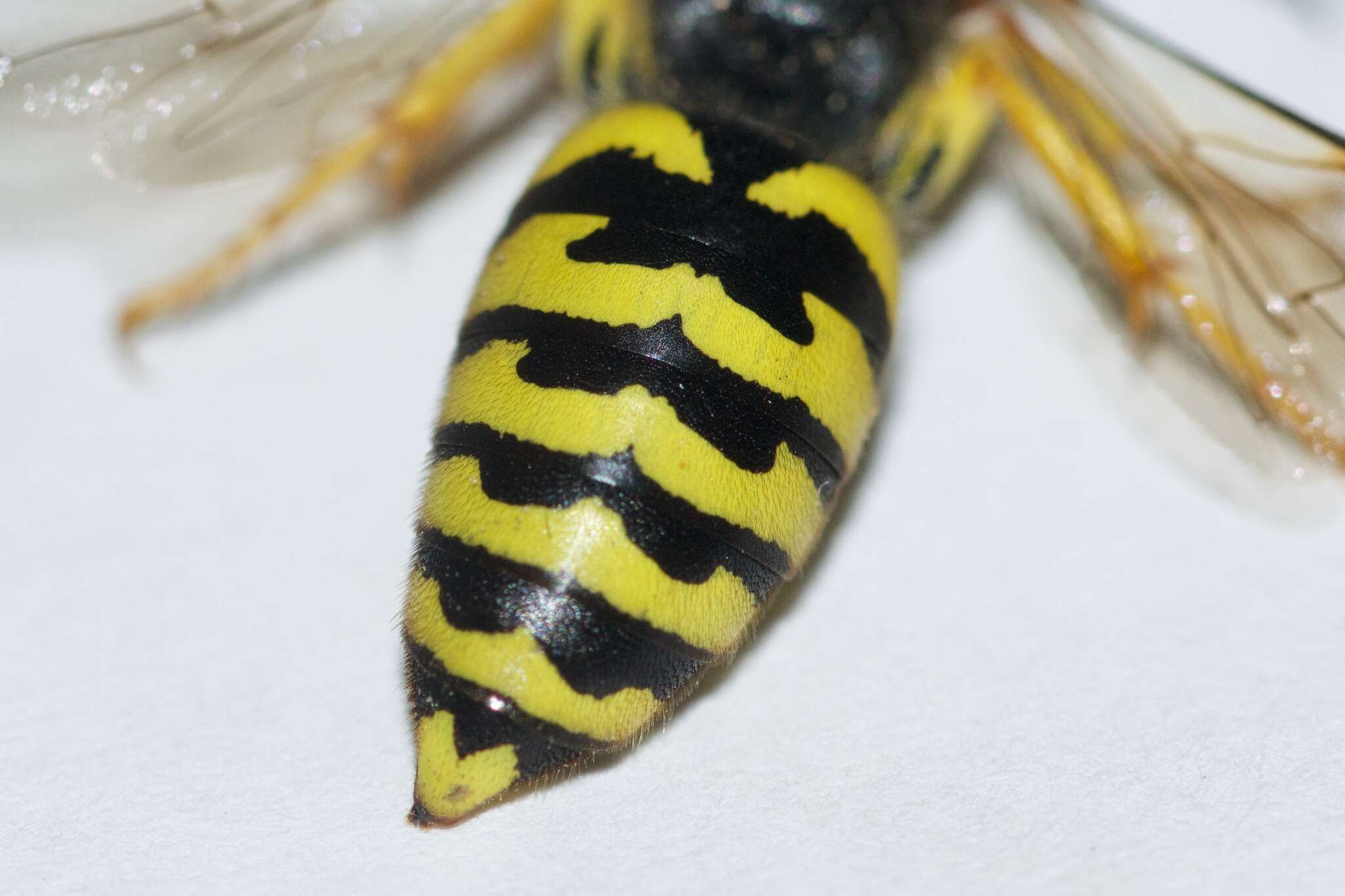 Image de Stictiella emarginata (Cresson 1865)