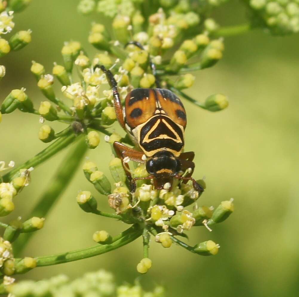 Image of Delta Flower Scarab