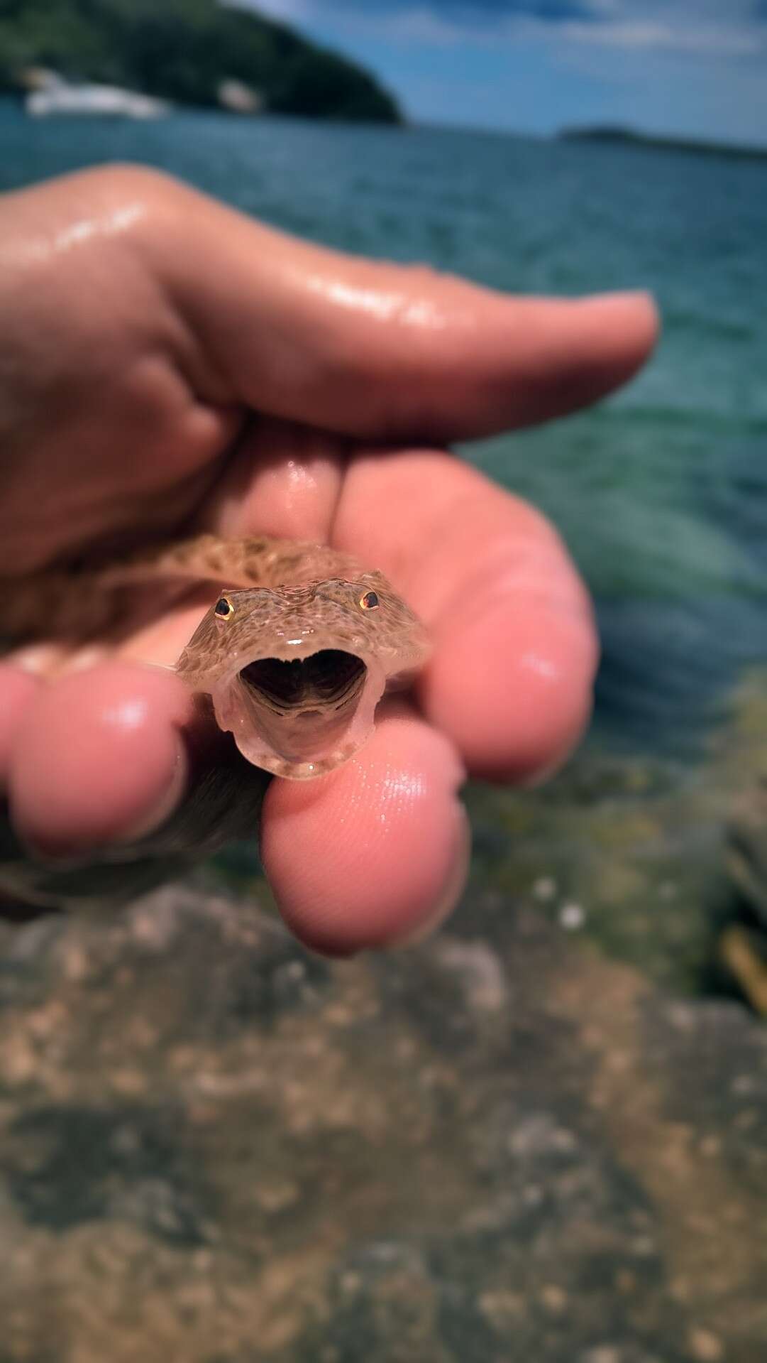 Image of Blue-spotted flathead